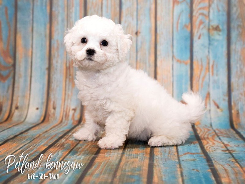 bichon frise for sale near me