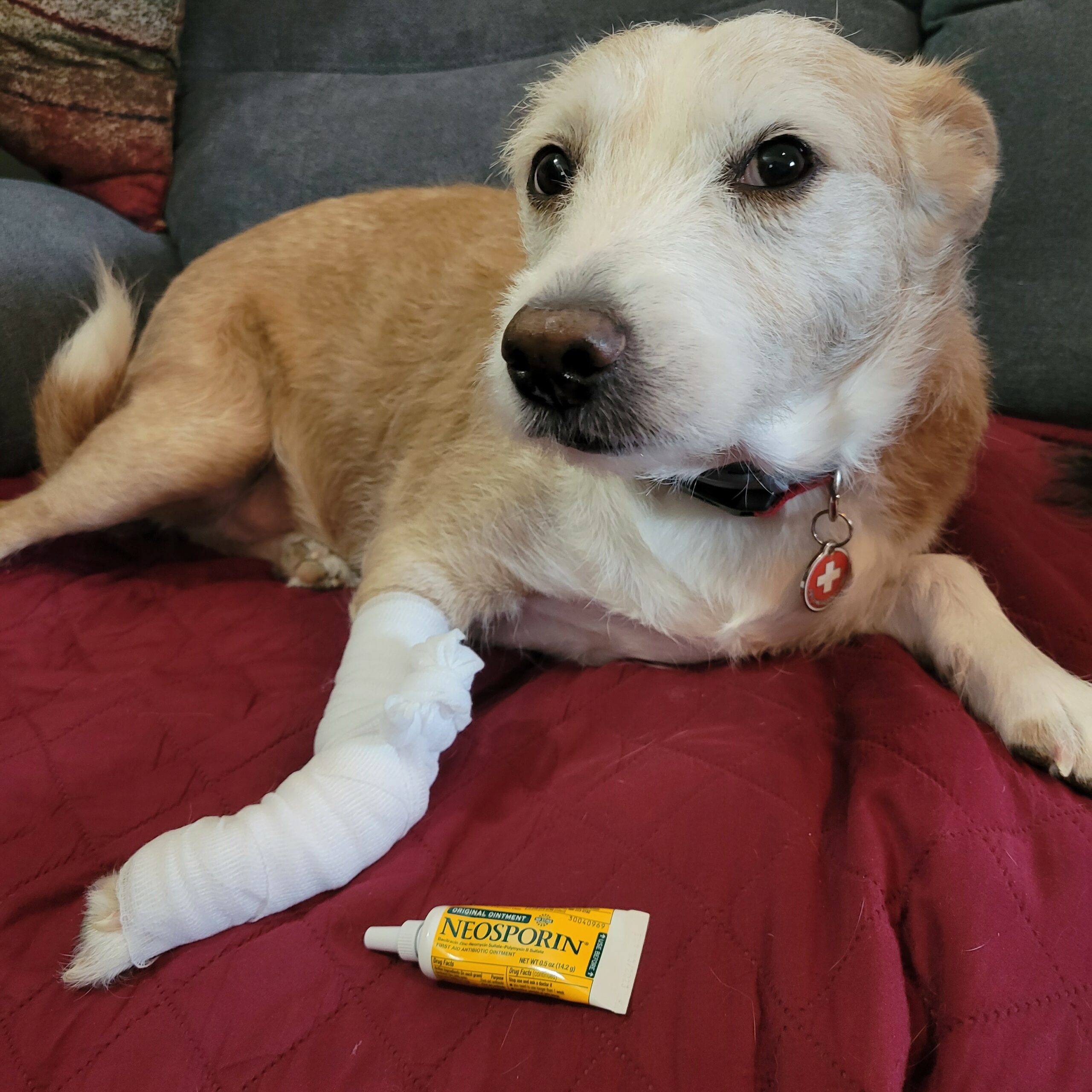 using neosporin on dogs