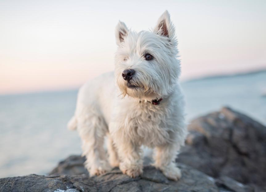 lifespan of westie dogs