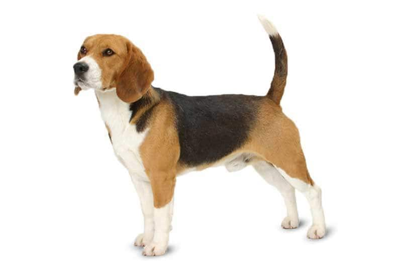 beagle dog price hyderabad