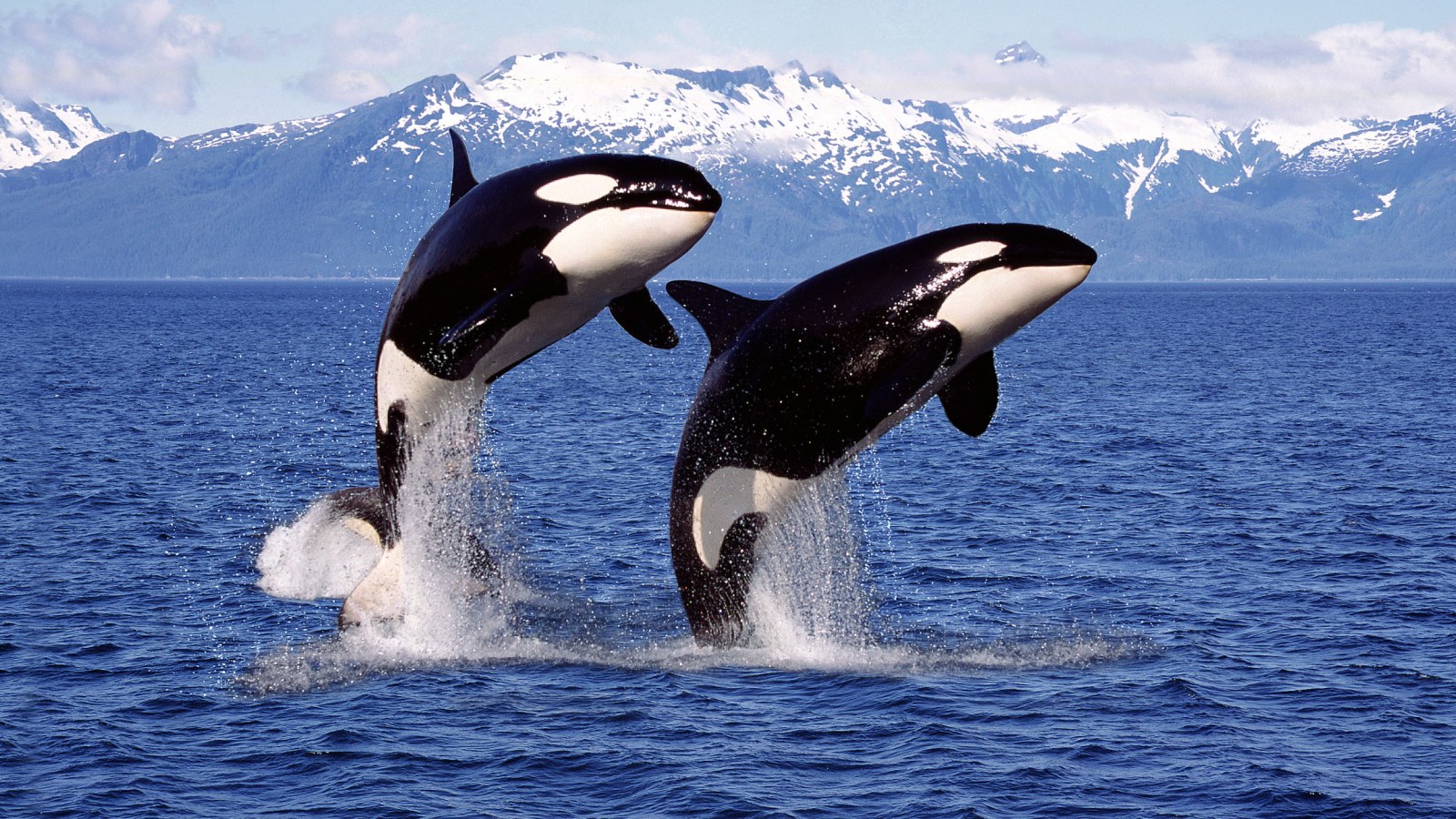 orcas attack humans in wild