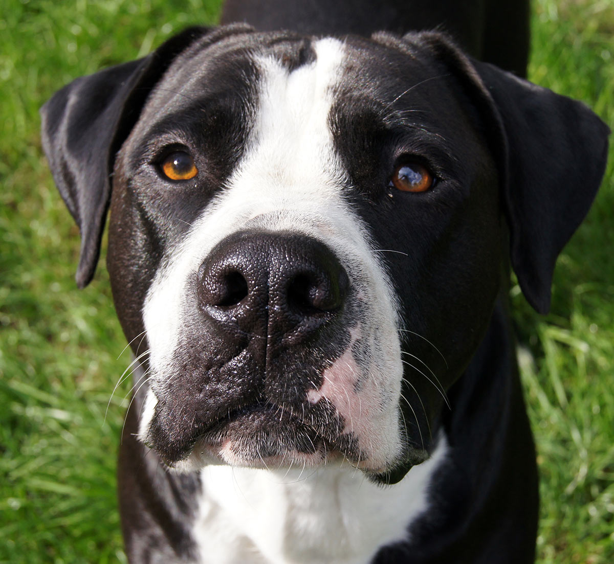 labrador retriever and american bulldog mix