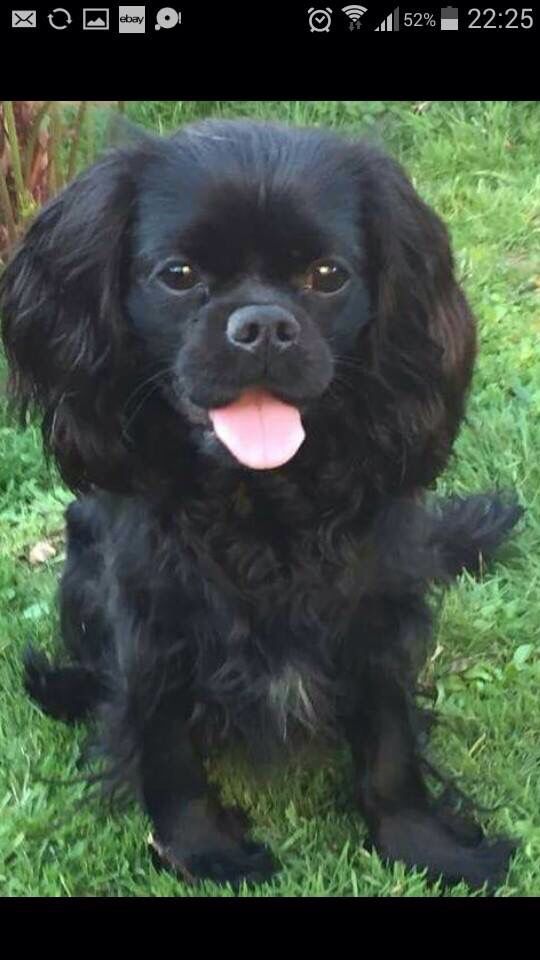 charles spaniel black