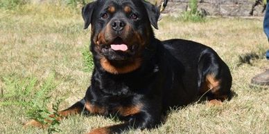 rottweilers in washington state