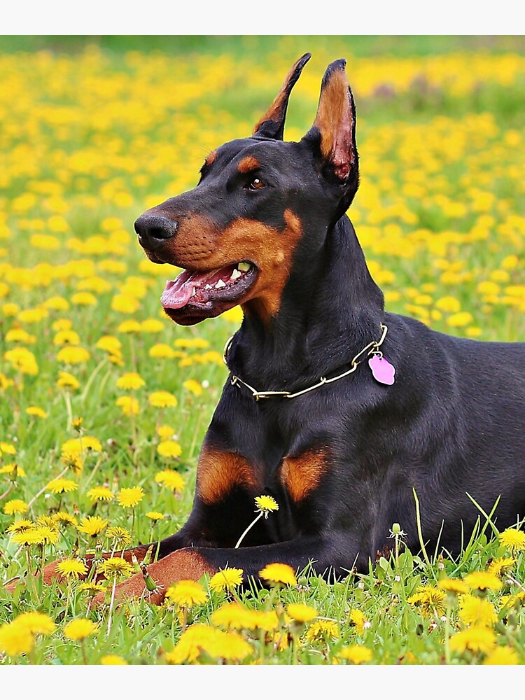 doberman orejas naturales