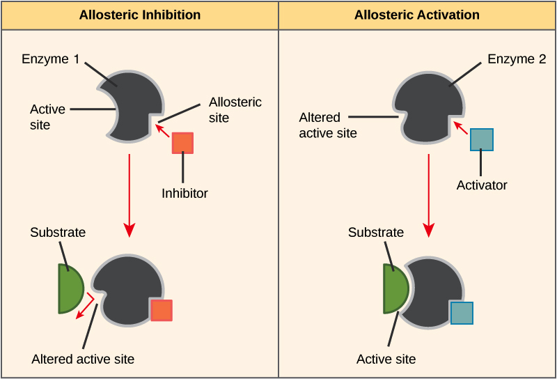 allosteric