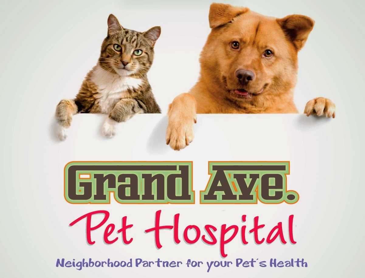 grand ave vet chatham