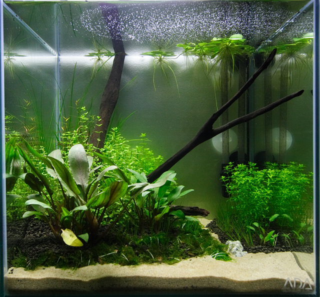 1ft cube aquarium