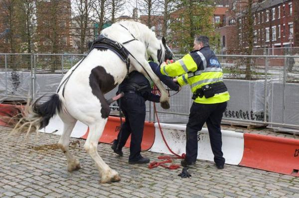 2 guys 1 horse video