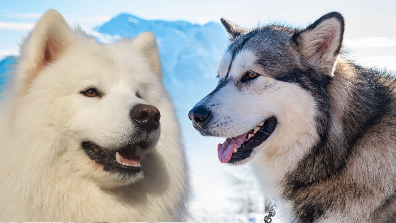 alaskan malamute samoyed