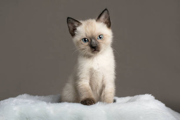 images of siamese kittens