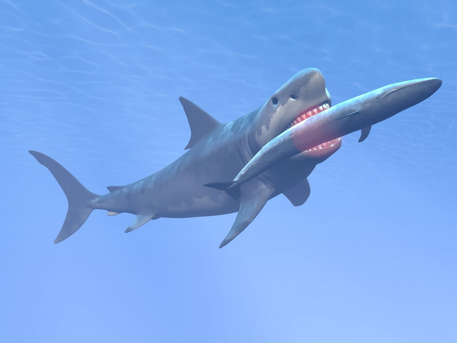 livyatan vs megalodon