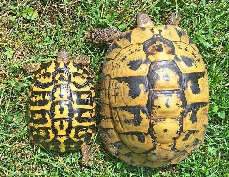 hermann tortoise for sale near me