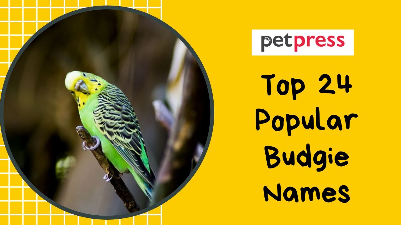 boy budgie names