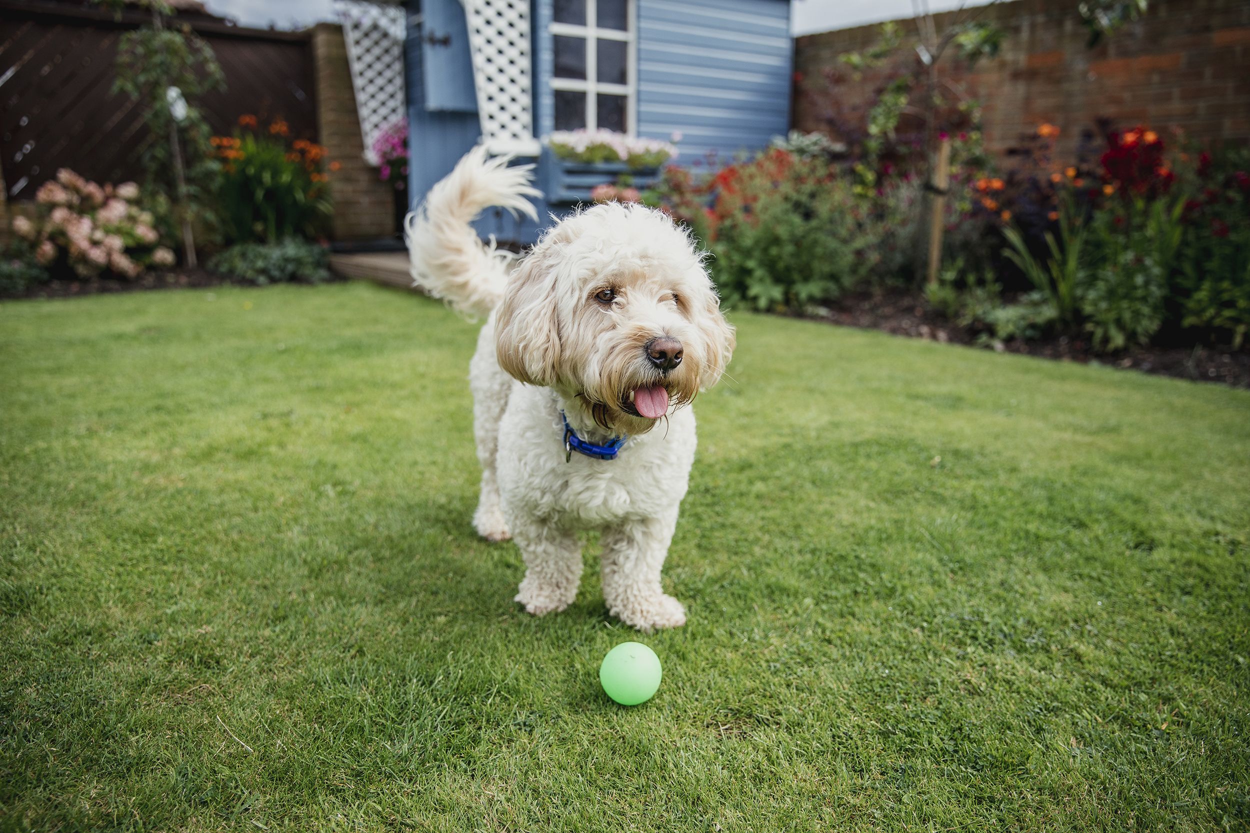 dog friendly airbnb