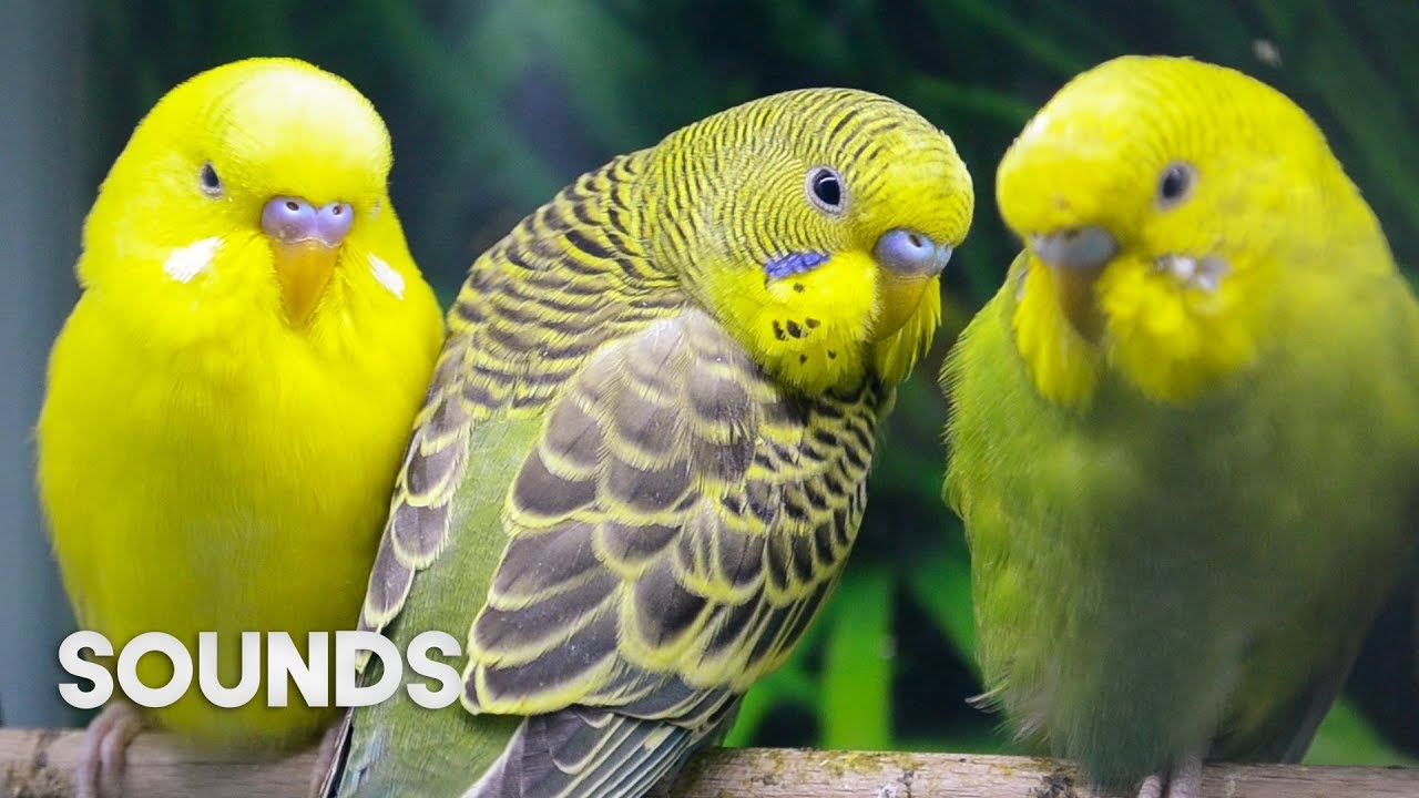 budgies singing