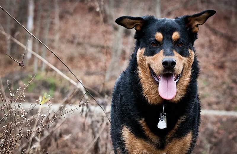 shepherd rottie cross