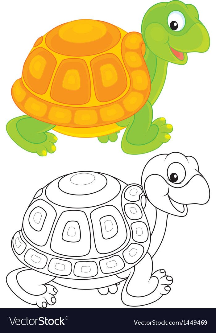 tortoise color image