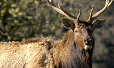 odfw elk regulations