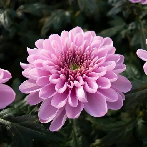 chrysanthemum flower images