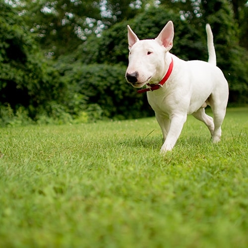 english bull terrier for sale near me