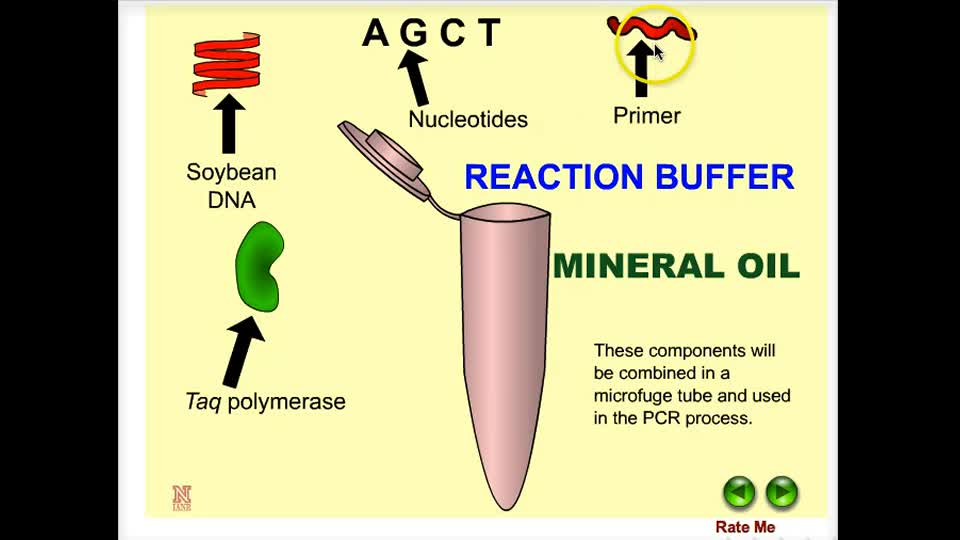 reaction buffer pcr