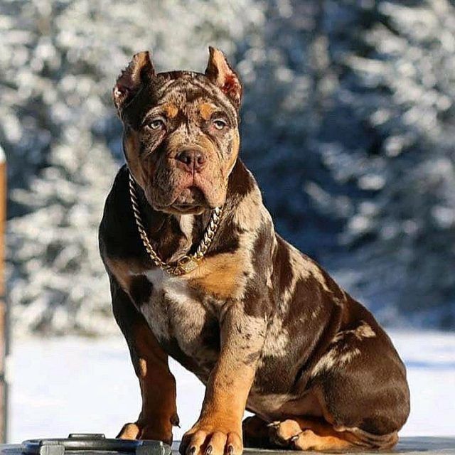 american bully tricolor merle