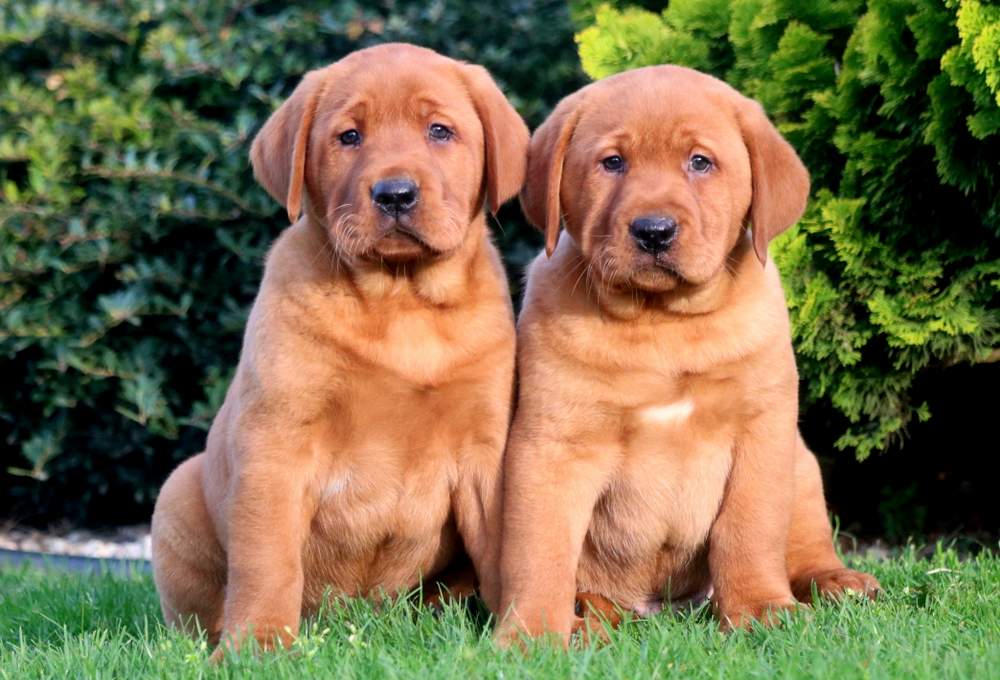 red fox lab puppies for sale ontario