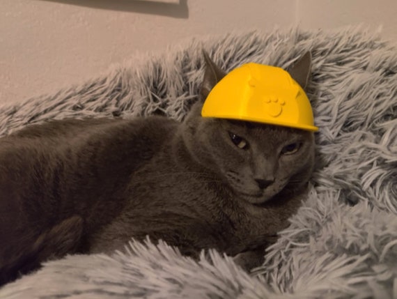 cats with hard hats