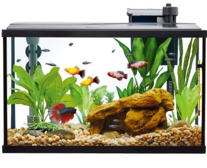 topfin aquarium