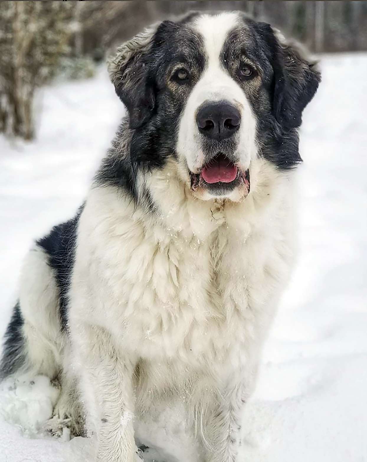 pyrenean mastiff price