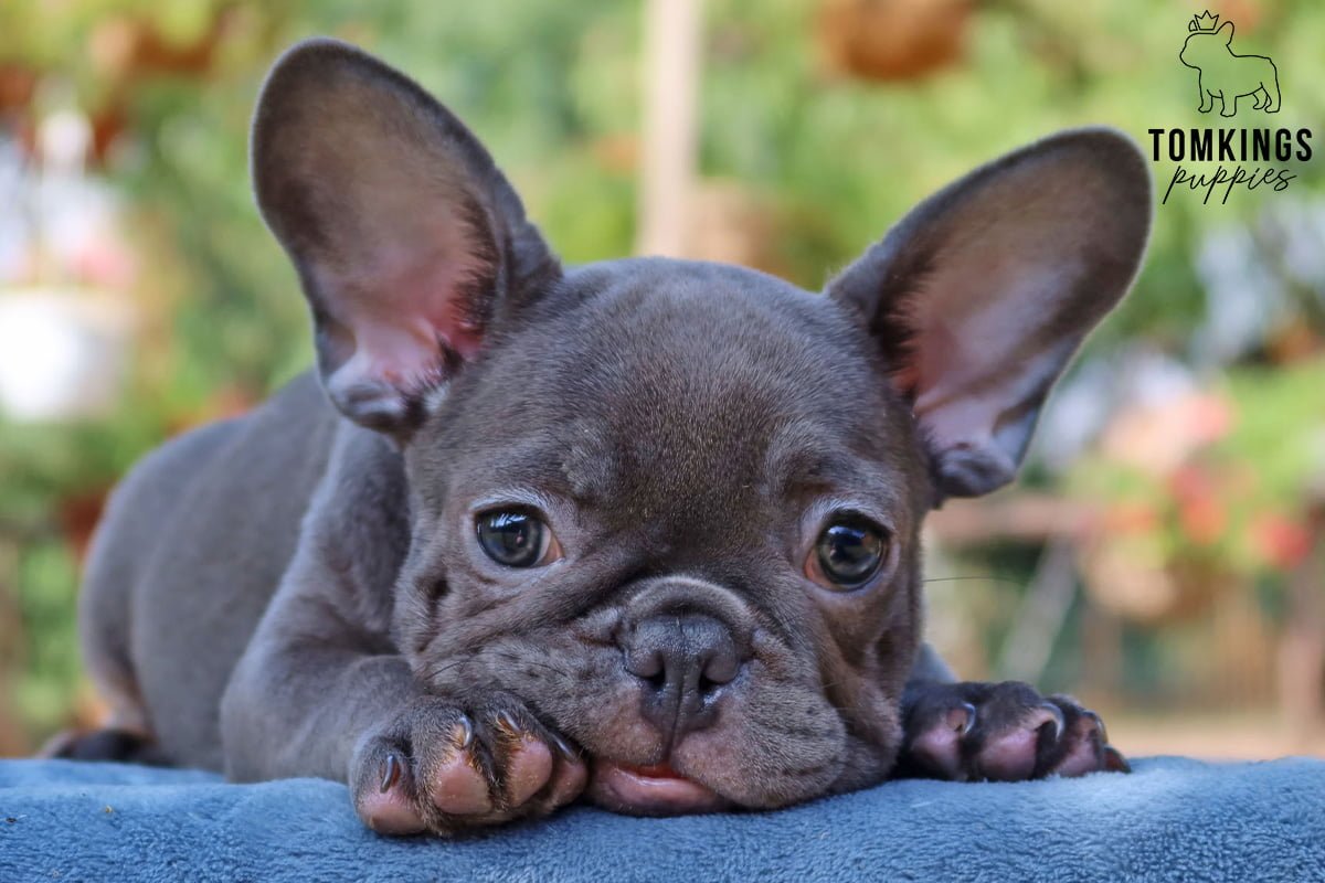 french bulldogs for sale