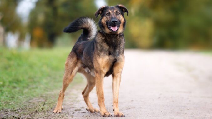 gsd rottweiler cross