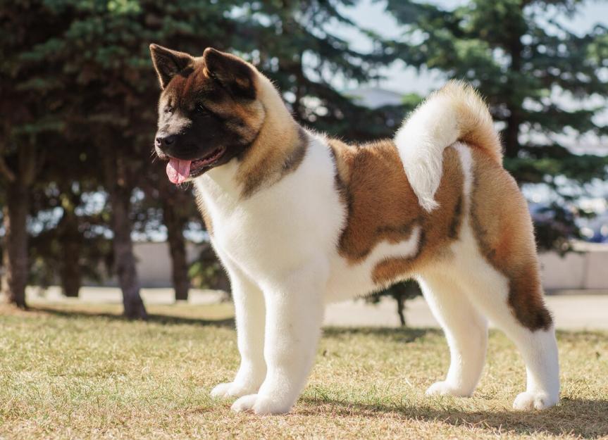 american akita life expectancy