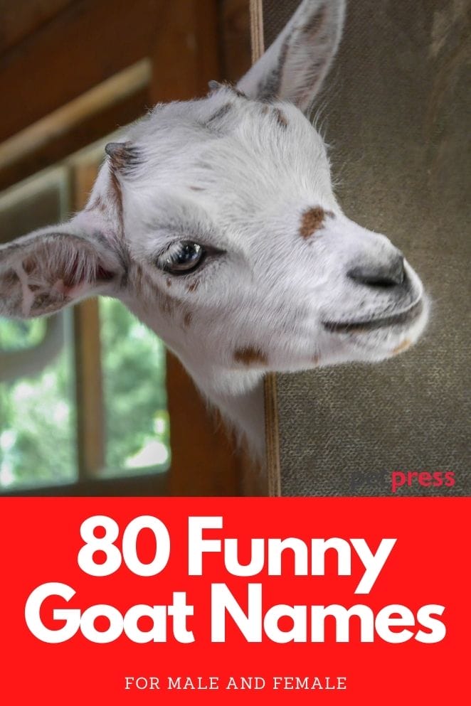 funny goat names