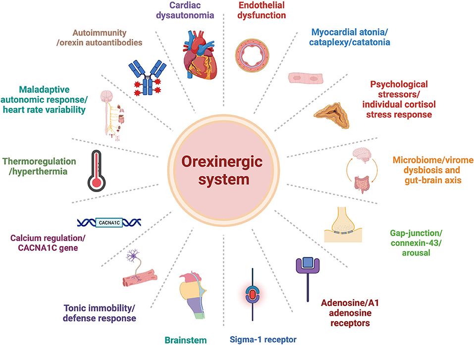 orexin