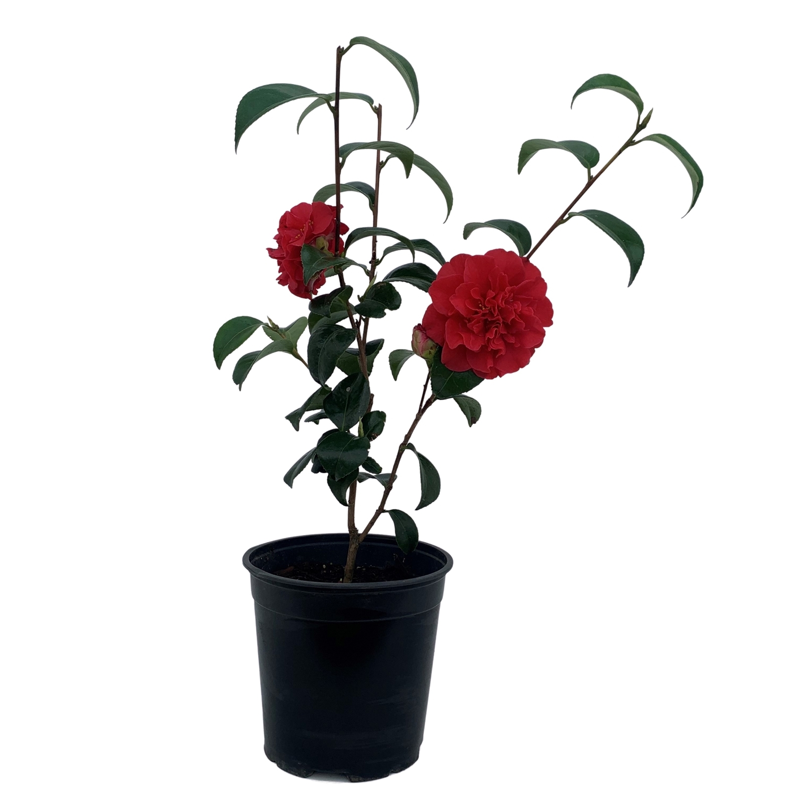 bunnings camellia