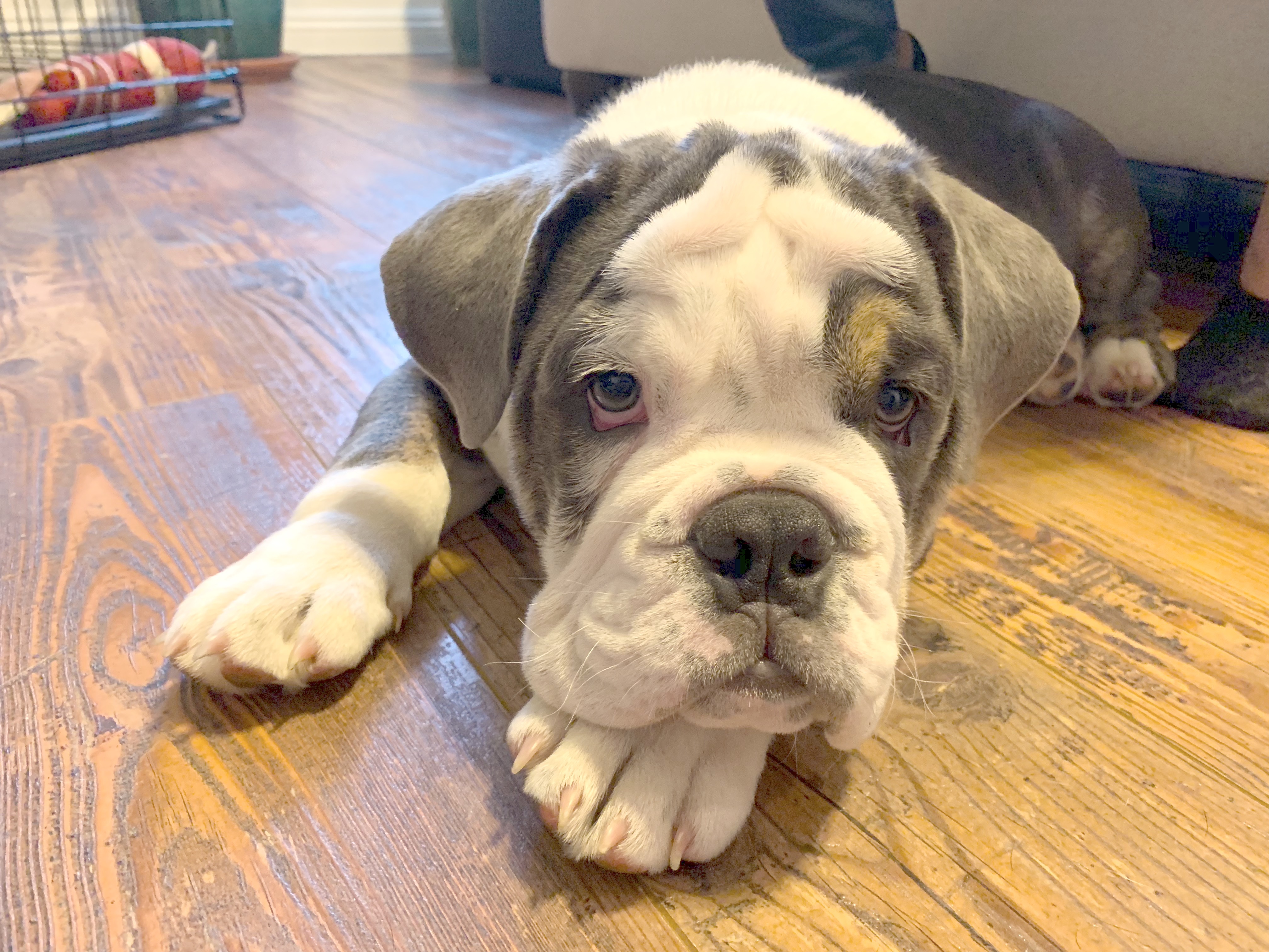 potty training bulldog puppy