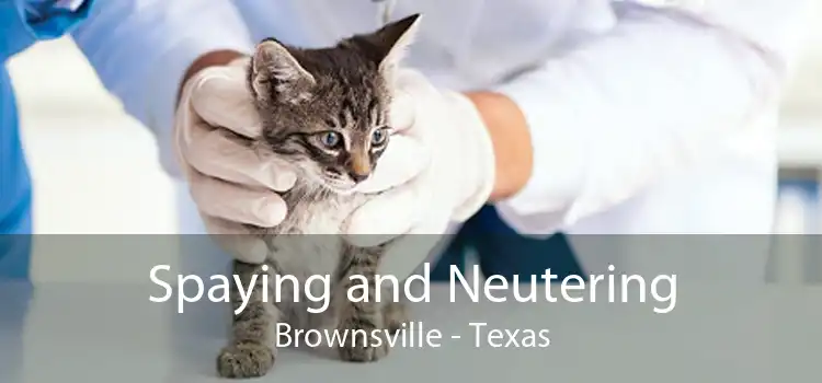 low cost vet in brownsville tx