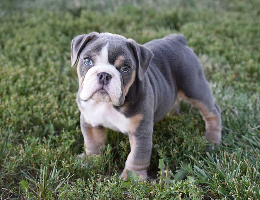 english bull dog puppies