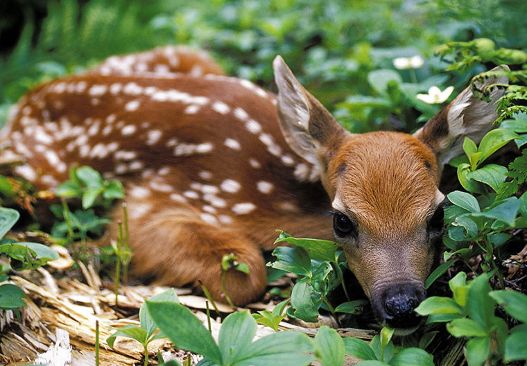 fawn pictures