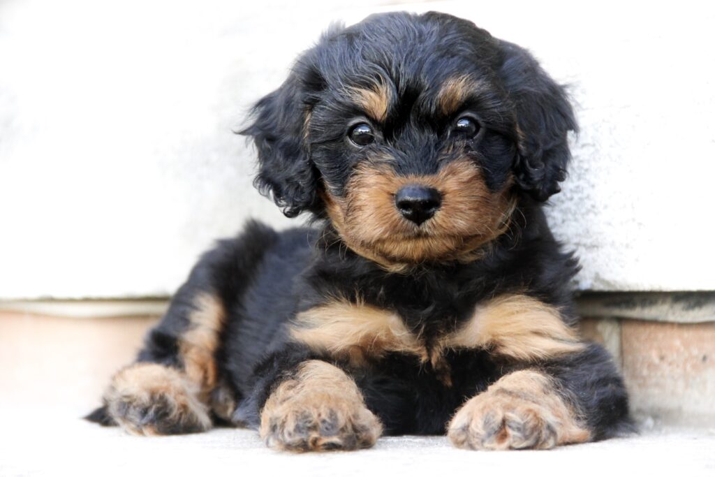 cavapoo welpen