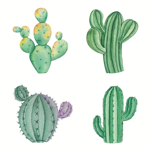 dibujo cactus acuarela