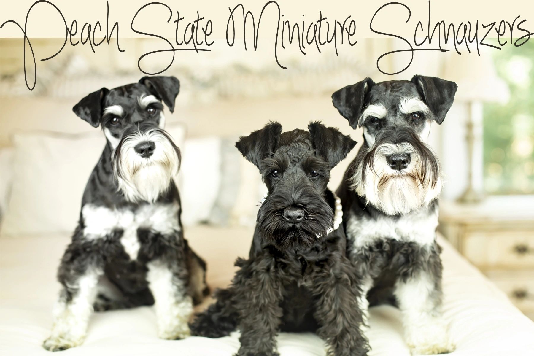 miniature schnauzer breeders in georgia