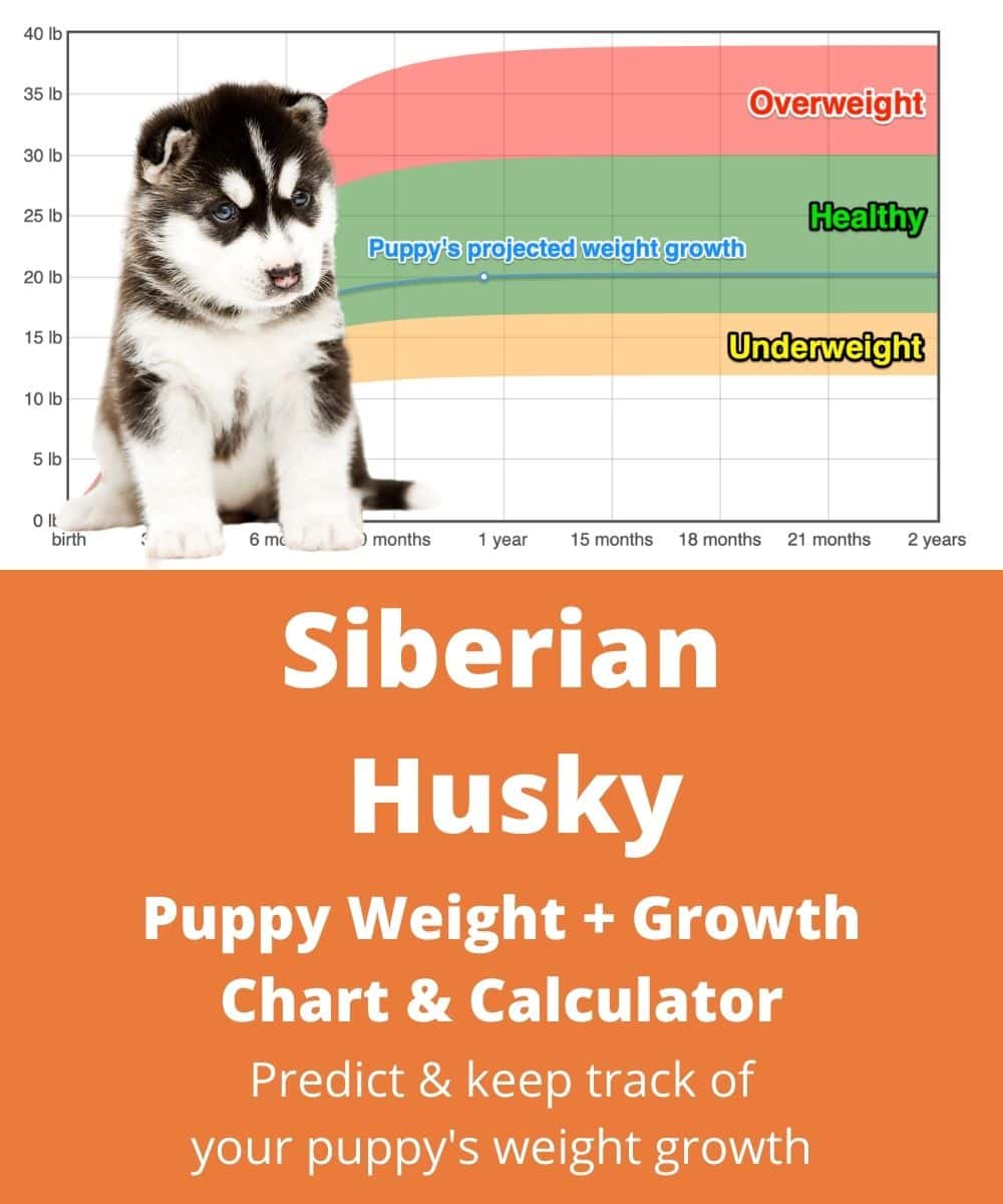 husky weight chart kg