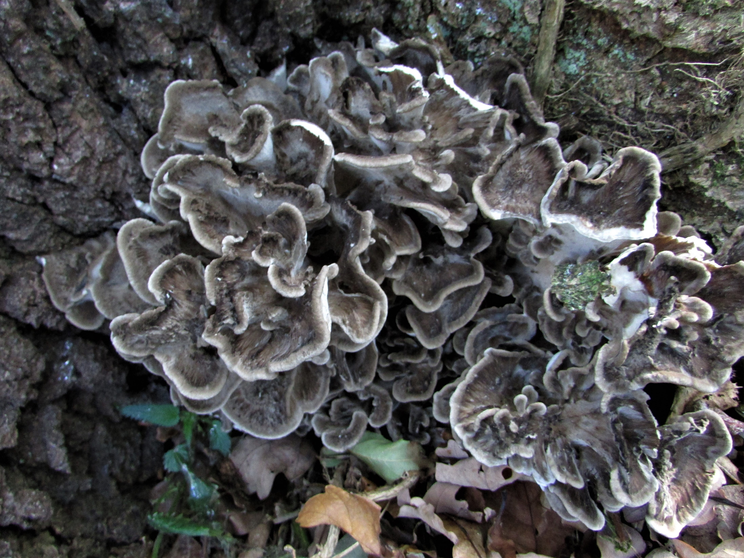 hen of the woods lookalike