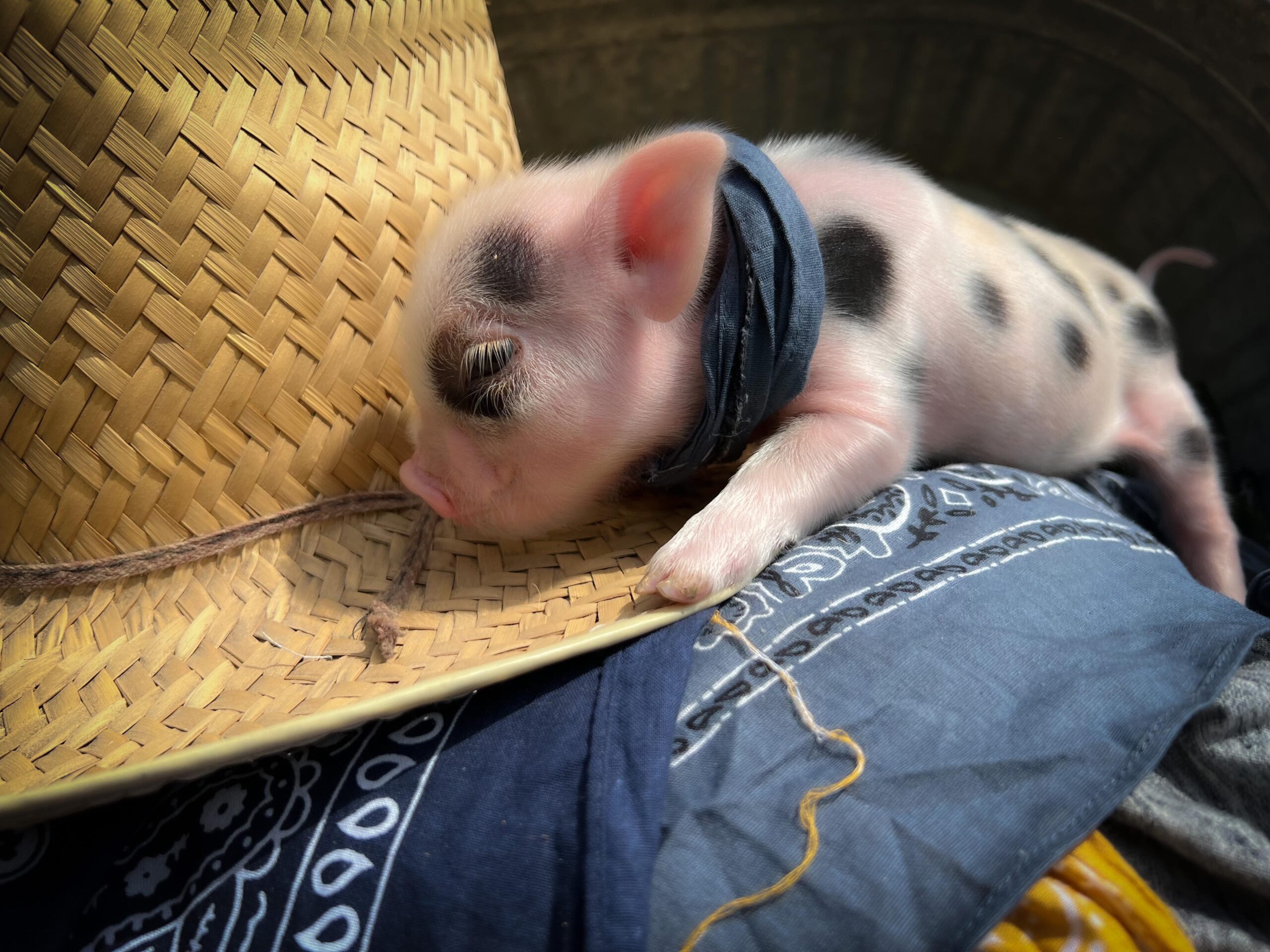 mini pigs for sale in ohio