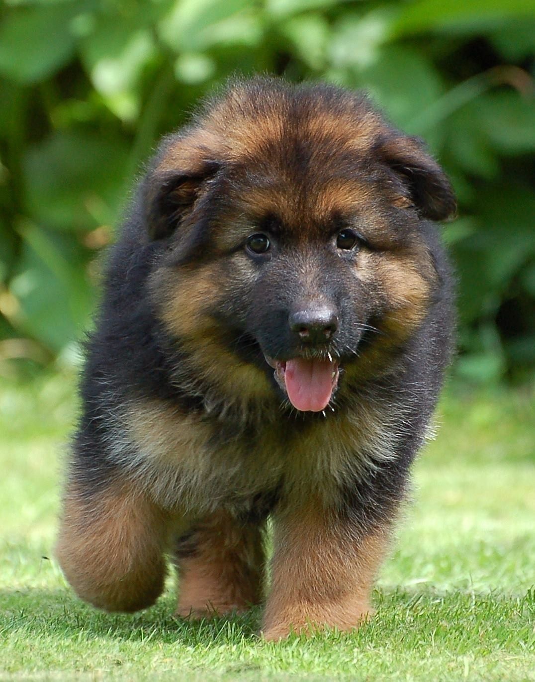 german shepherd price dog