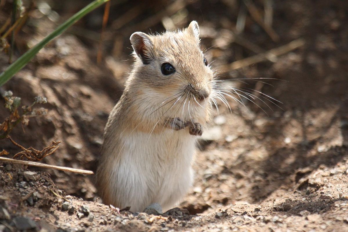 gerbil meaning in hindi