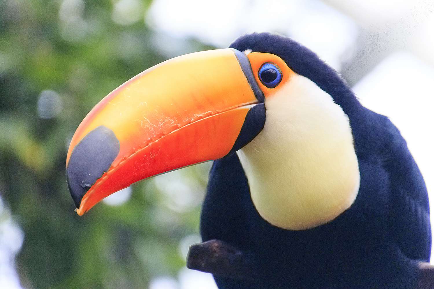 toucan fact file